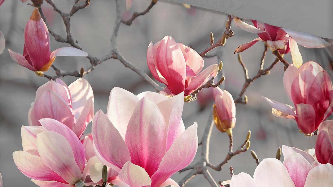 Good Morning Meri housse de couette