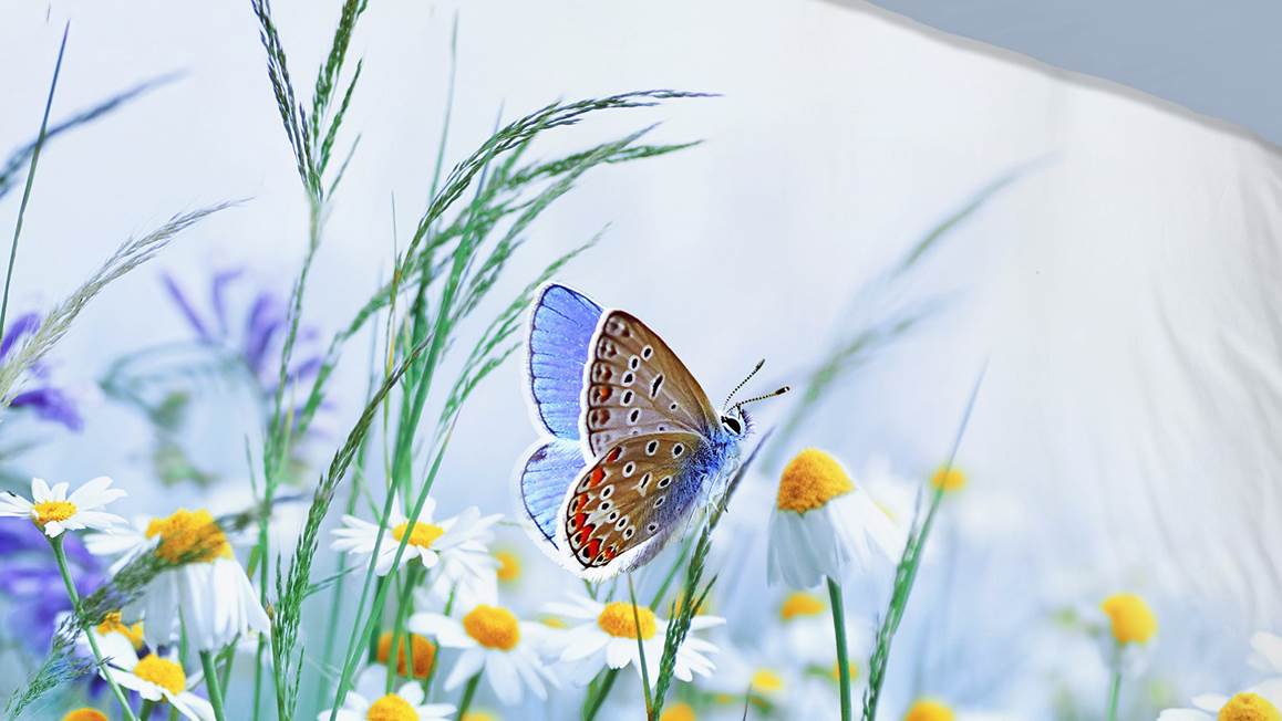 Good Morning Papillon housse de couette
