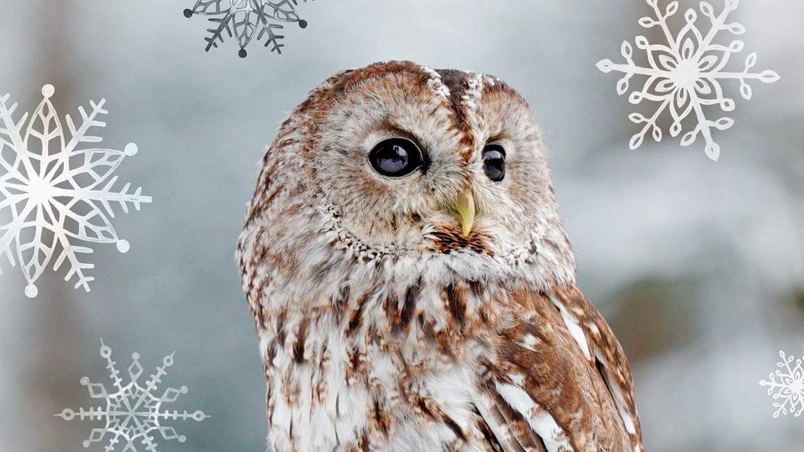 Good Morning Chouette Effraye housse de couette en flanelle