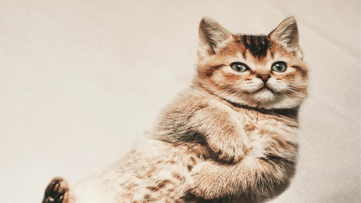 SNURK Kitten Friends housse de couette