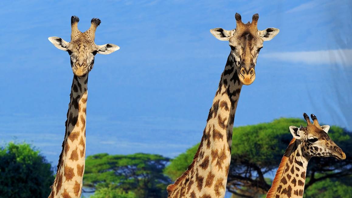 Good Morning Spot housse de couette