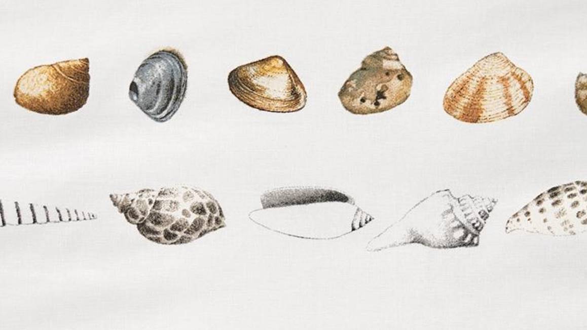 Marjolein Bastin Coquillages housse de couette