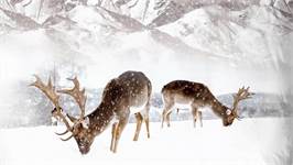 Good Morning Hiver housse de couette en flanelle