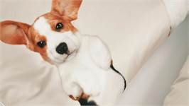 SNURK Beagle Friends housse de couette