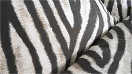 Zohome Zebrato housse de couette en flanelle