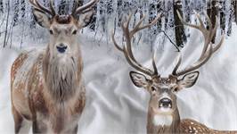 Heckettlane Pelle housse de couette