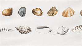 Marjolein Bastin Coquillages housse de couette