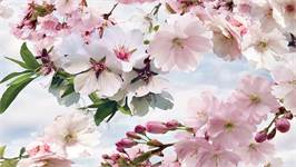 Snoozing Cerisier en Fleurs housse de couette