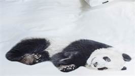 SNURK Panda housse de couette en flanelle