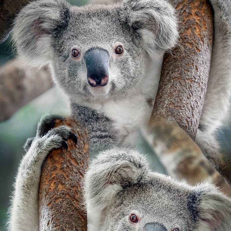 Good Morning Koala housse de couette
