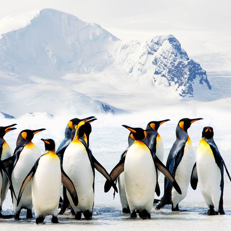 Snoozing Pinguins housse de couette en flanelle