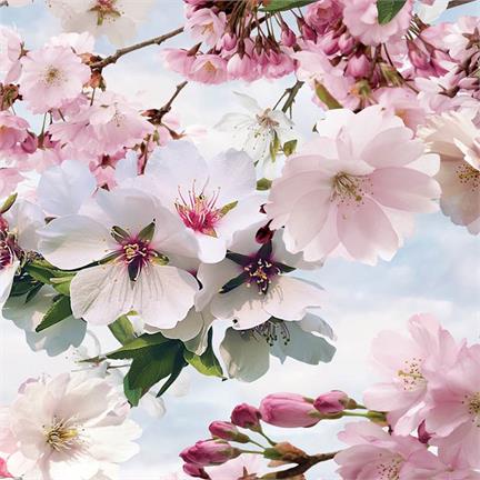 Snoozing Cerisier en Fleurs housse de couette